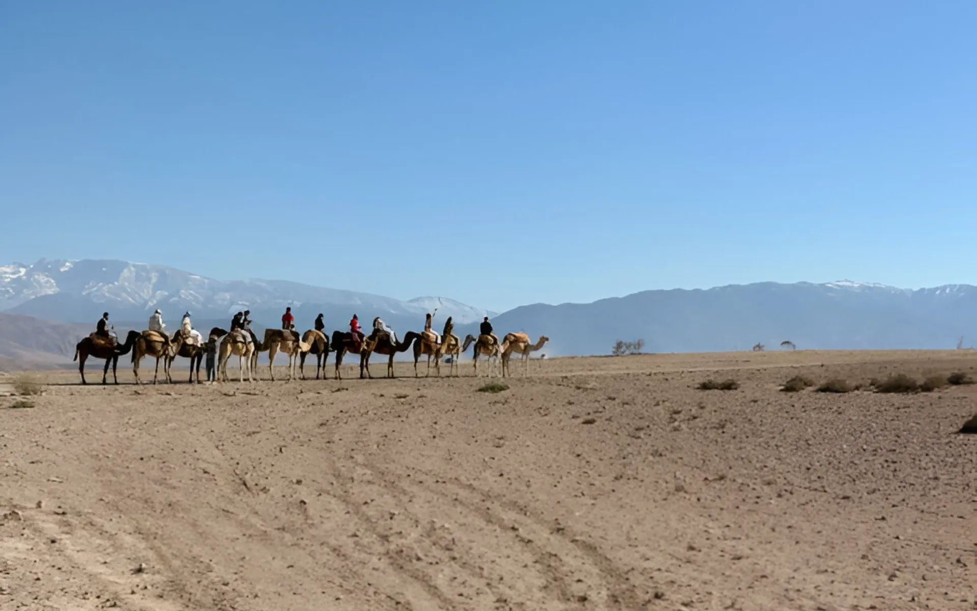 agafay camel
