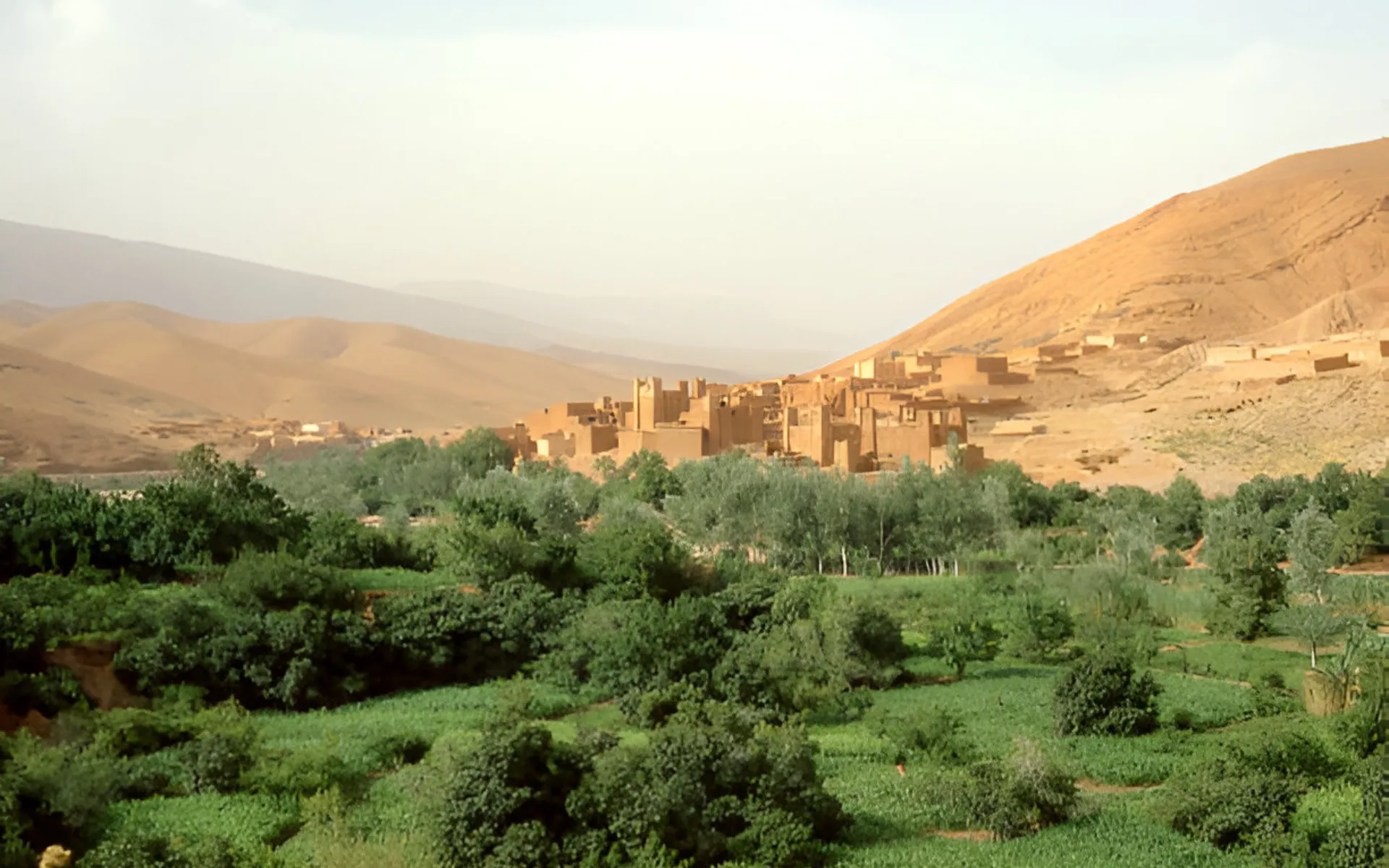 palm oasis
