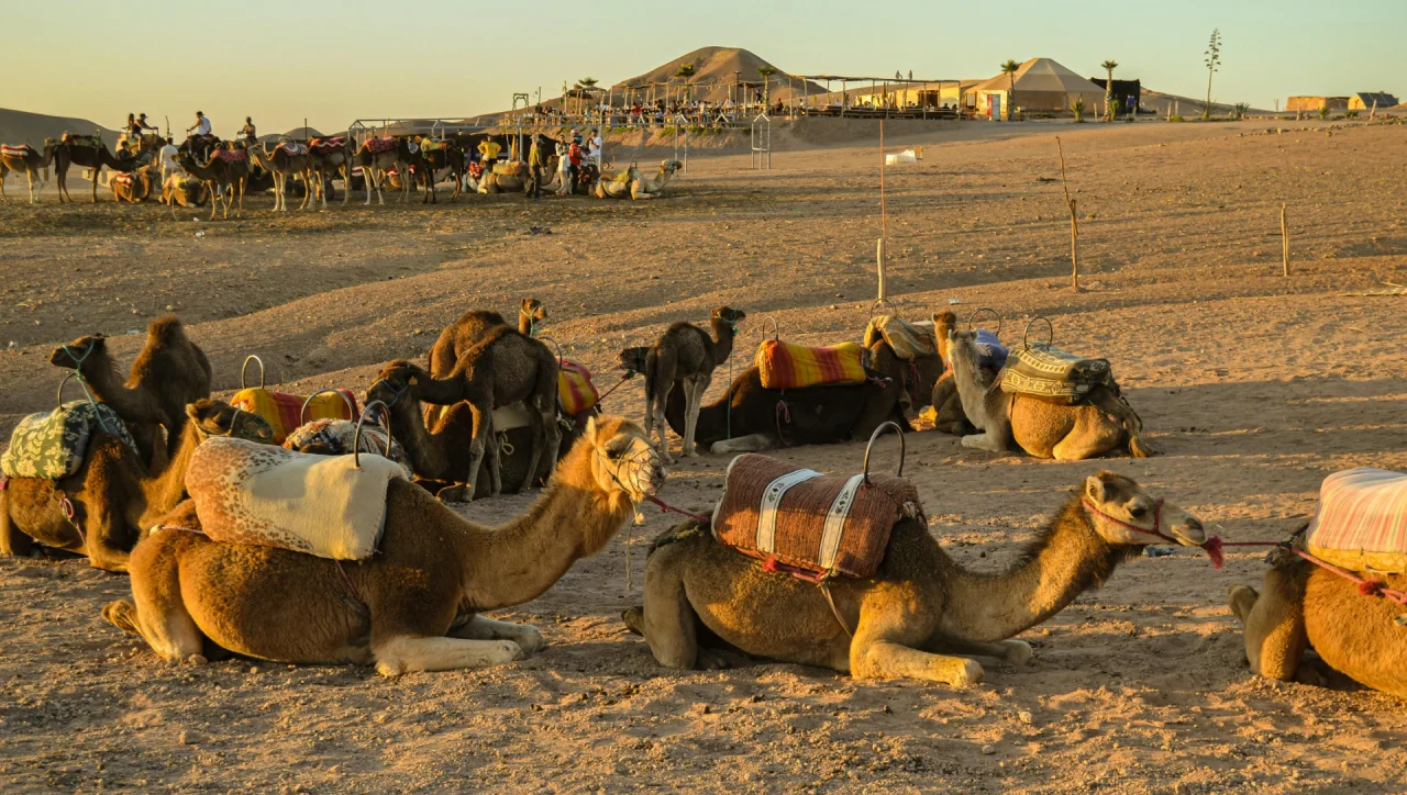 Agafay Activities camel