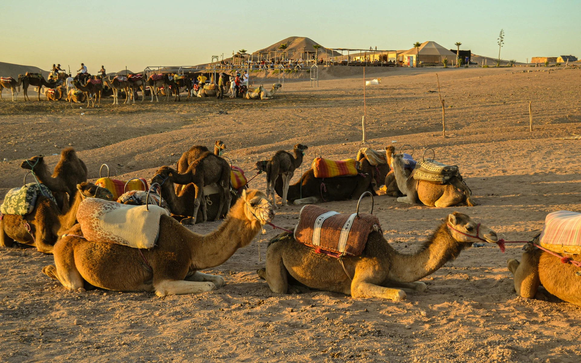 Agafay Activities: Camel 1 Hour