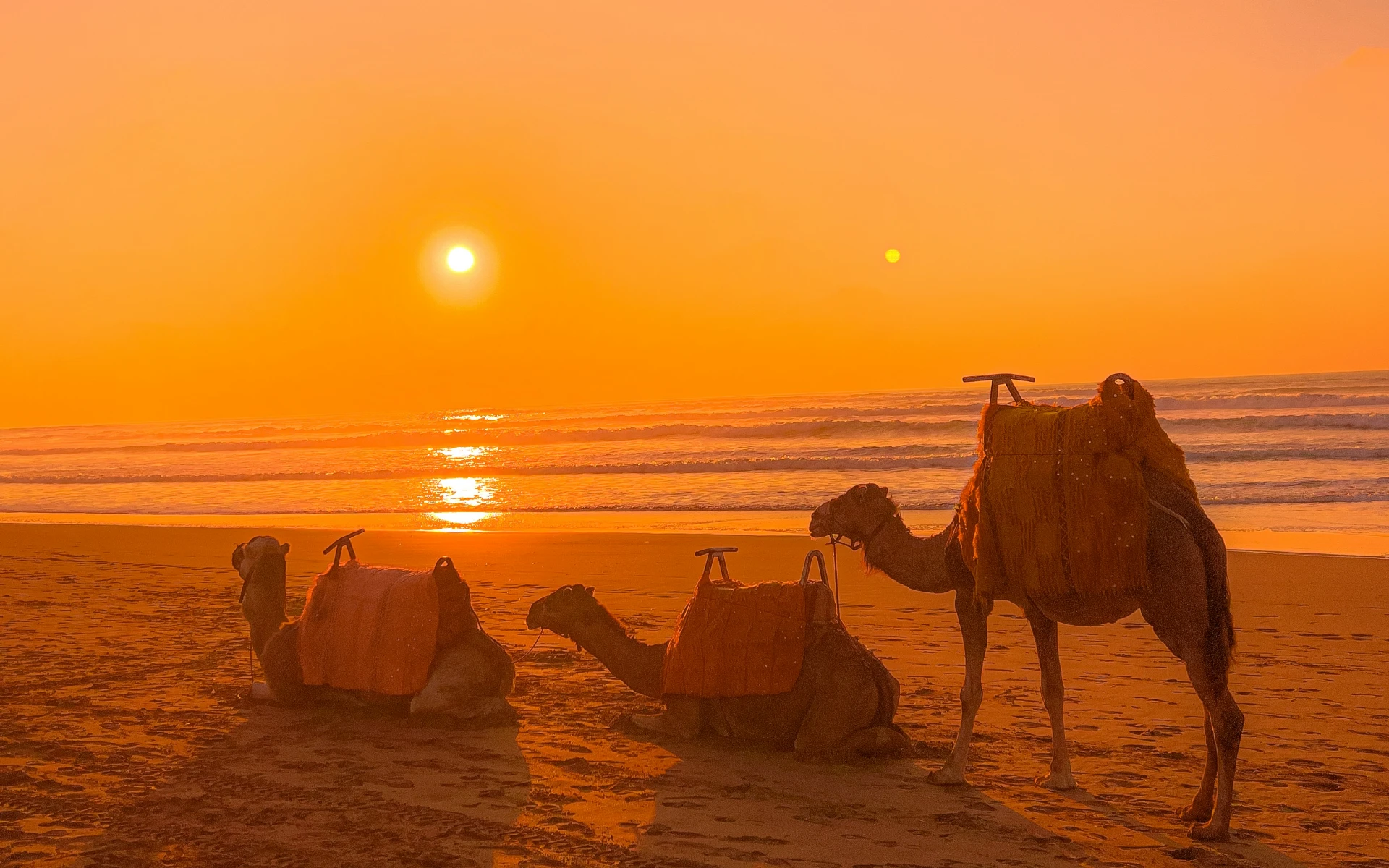 Sunset Camel Ride