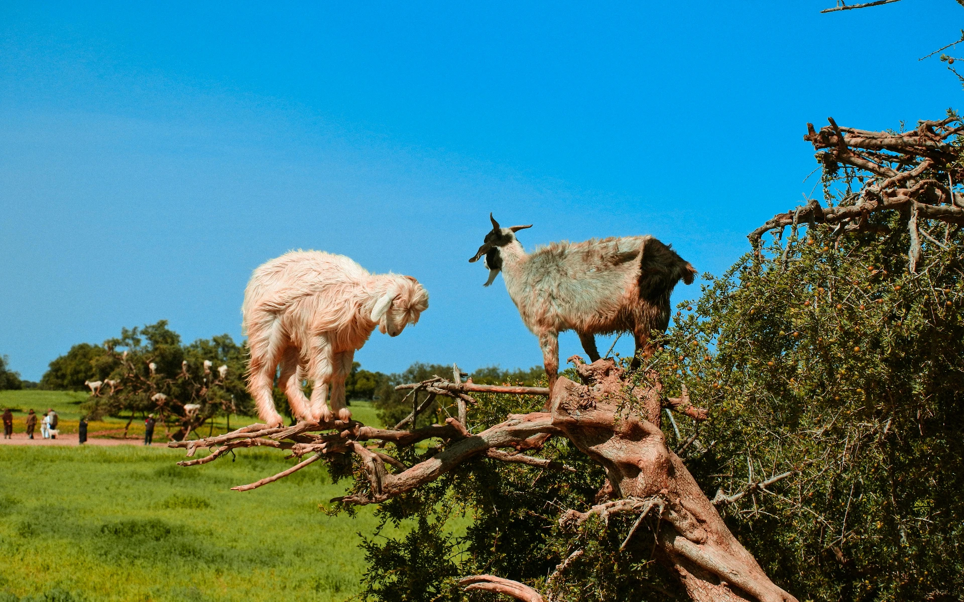 Ranch Acienda • Horseback Discovery & Moroccan Dinner