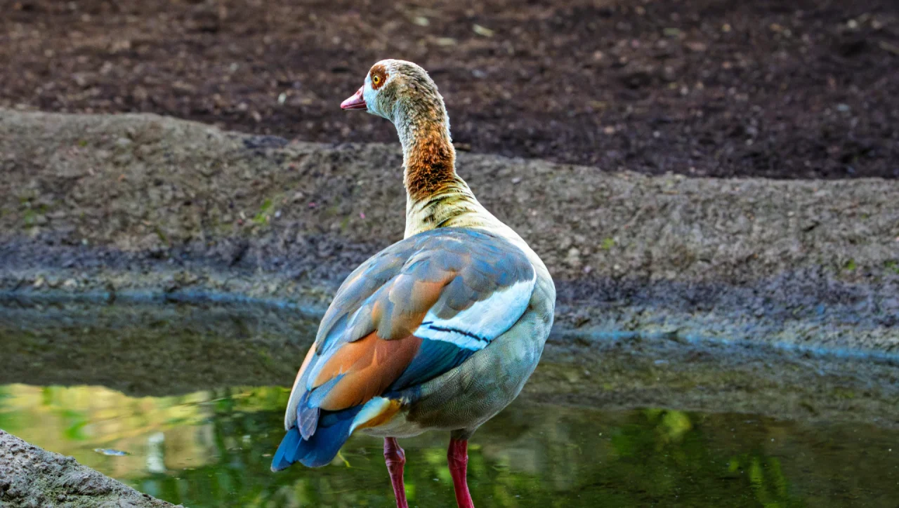 Villate Laymoune Zoo